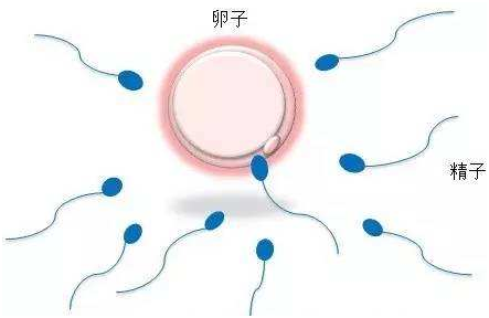 试管技术