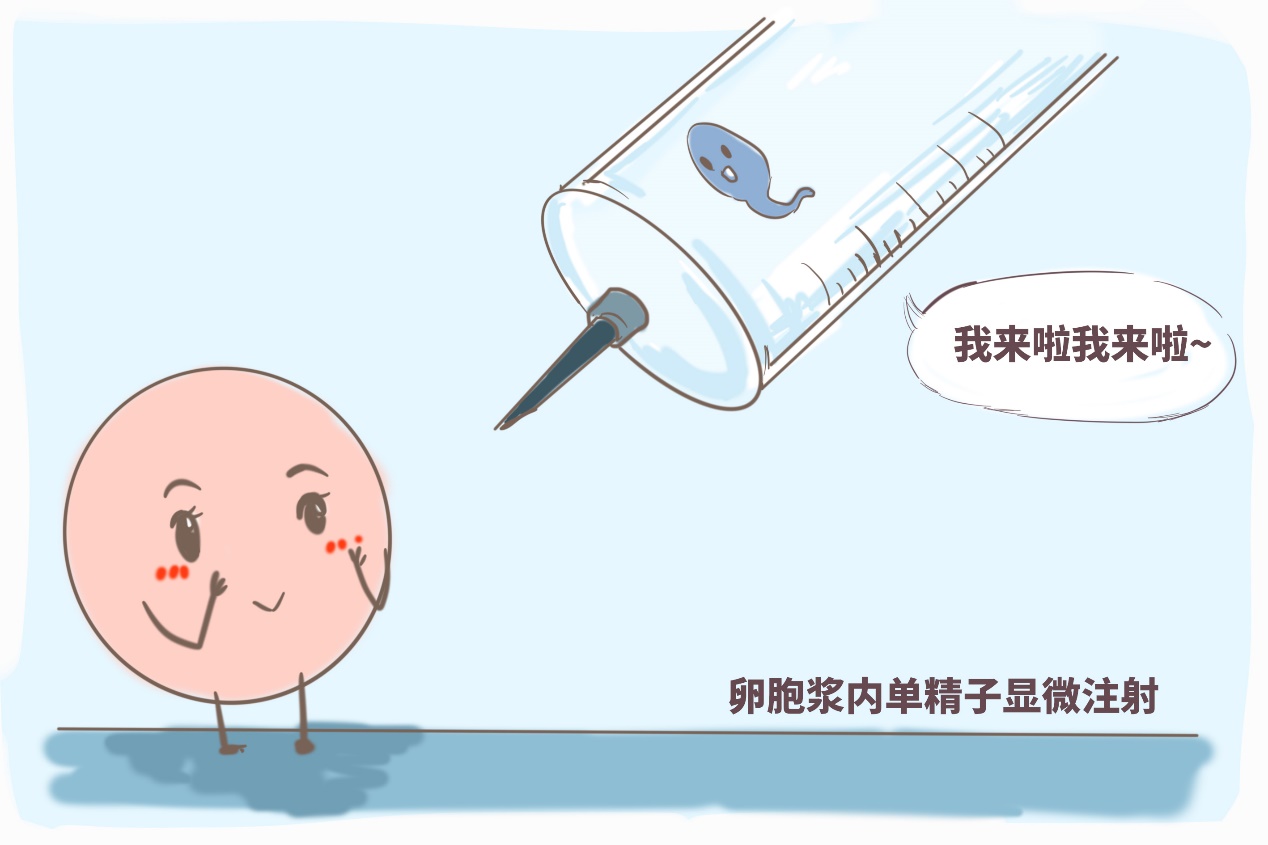 公立供卵